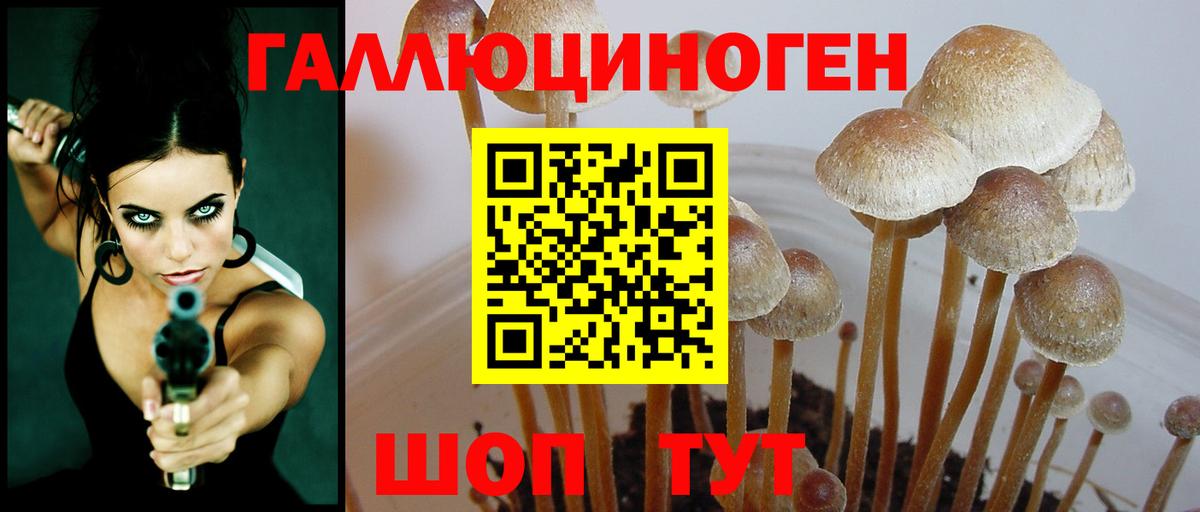 Губкин  Галлюциногенные грибы Psilocybe  Вход с VPN  что такое   Псилоцибиновые грибы мухоморы 